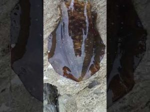 【本日のアオリイカ】#エギング#鹿児島#釣り#南薩