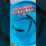 サビキで釣れたアジをよくみると #shorts #サビキ釣り #アジ #マアジ #マルアジ