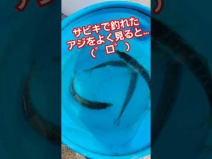 サビキで釣れたアジをよくみると #shorts #サビキ釣り #アジ #マアジ #マルアジ