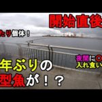 【神奈川県某所】初秋の東京湾で開始直後に数年ぶりの大型魚が！？秋の海釣りハイシーズンの9月下旬に神奈川県北部辺りの釣り場で釣りしてみたら、意外な大物と夜間に○○が入れ食いに…！【2023.09.23】