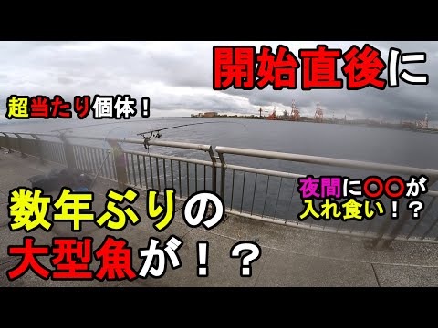 【神奈川県某所】初秋の東京湾で開始直後に数年ぶりの大型魚が!?秋の海釣りハイシーズンの9月下旬に神奈川県北部辺りの釣り場で釣りしてみたら、意外な大物と夜間に○○が入れ食いに…!【2023.09.23】