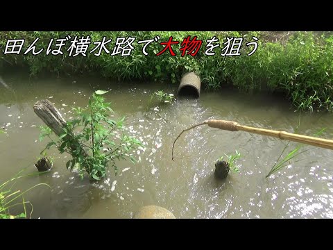 米農家さんもビックリ‼大物が釣れるまで粘りました‼