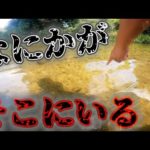 近所の用水路でガサガサすると砂の中で何かが・・・