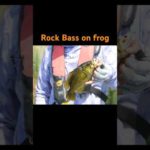 フロッグでロックバスを初めて釣りました