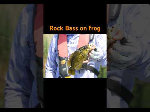 フロッグでロックバスを初めて釣りました