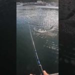 2023年初ヒット 1本目 北海道の鮭釣りVLOG #北海道の釣り #鮭釣り #アキアジ #fishing
