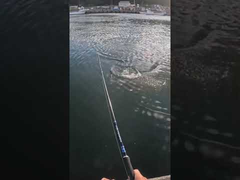 2023年初ヒット 1本目 北海道の鮭釣りVLOG #北海道の釣り #鮭釣り #アキアジ #fishing