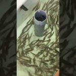 アオリイカ釣りシーズン開幕に付き、活アジ大量にご用意しています。和歌山南紀地方はメッカで有名ですが、秋は新子が多く初心さんでも簡単に釣れます。#shorts