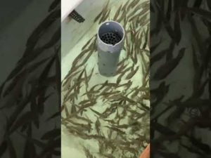 アオリイカ釣りシーズン開幕に付き、活アジ大量にご用意しています。和歌山南紀地方はメッカで有名ですが、秋は新子が多く初心さんでも簡単に釣れます。#shorts