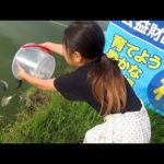 【家族釣りの祭典】およそ1000匹のヘラブナを池に放流すると...in 行田水城公園