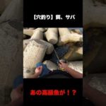 穴釣りであの高級魚!?【餌、サバ】#Shorts