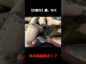 穴釣りであの高級魚!?【餌、サバ】#Shorts