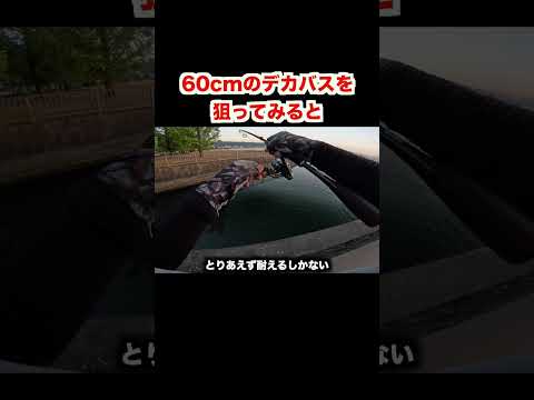 60cmのブラックバスを狙ってみた【バス釣り】