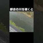 水深20cmの川に○○がいた！ #fishing #釣り