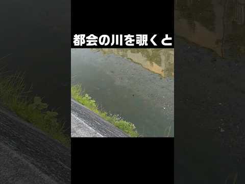 水深20cmの川に○○がいた！ #fishing #釣り