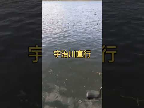 2023.10.6釣りを始めたい友達と初バス釣れました！宇治川ブラックバス釣り！ #fishing #lurefishing