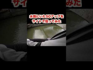 50cmのブラックバスをサイトで狙ってみた【バス釣り】