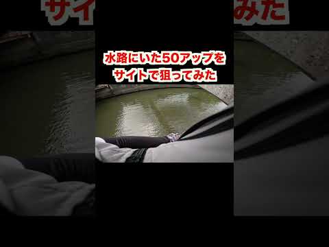 50cmのブラックバスをサイトで狙ってみた【バス釣り】