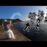 カマスとアジで泳がせ釣りやってみたら竿がブチ曲がり…！？