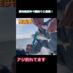 アジ釣れてます#shorts #釣り#高知#桂浜沖#鯛釣り#サビキ釣り
