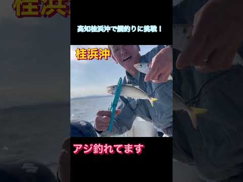 アジ釣れてます#shorts #釣り#高知#桂浜沖#鯛釣り#サビキ釣り