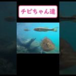 【バス釣り】釣り中に水中を覗いてみた