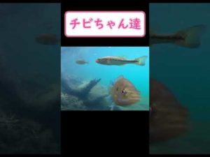 【バス釣り】釣り中に水中を覗いてみた