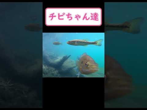 【バス釣り】釣り中に水中を覗いてみた