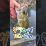 #トップウォーター #バス釣り #小貝川バス釣り #カヤックフィッシング