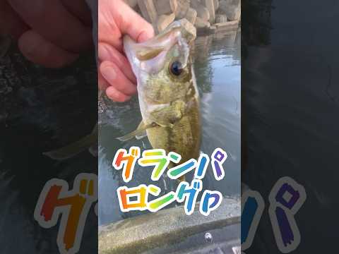 #トップウォーター #バス釣り #小貝川バス釣り #カヤックフィッシング