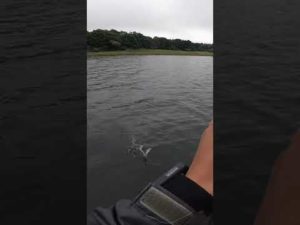 くった‼️と、思ったら、、、#shorts #釣り #ラージマウスバス