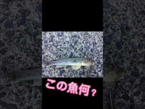 釣り人ならわかる魚　#shorts