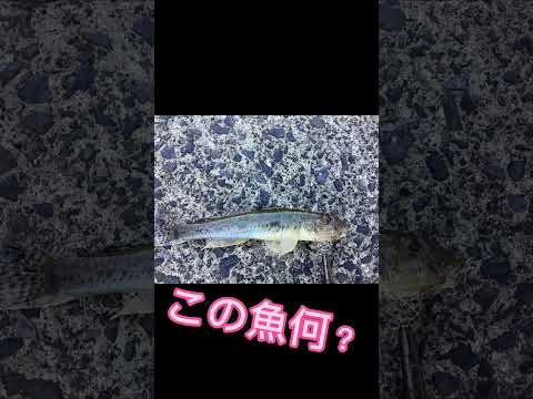 釣り人ならわかる魚　#shorts