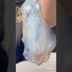 エギング🦑 サイトフィッシングの極意。 #shorts #short #エギング #イカ釣り #アオリイカ