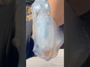 エギング🦑 サイトフィッシングの極意。 #shorts #short #エギング #イカ釣り #アオリイカ