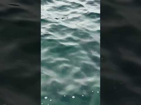 ヤエン釣りポイントは、アオリイカを浮かせること。深場だとヤエンが届くまでにアジを放すことが多いのです。抵抗している時に無理強いすると、放すのでじっくりと時間を掛けましょう。#shorts