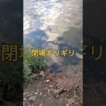 2023.10.10閉場ギリギリ！それでも釣りに行きたい娘と！僕は釣れました！水が増えてます！宇治川ブラックバス釣り！ #fishing #lurefishing