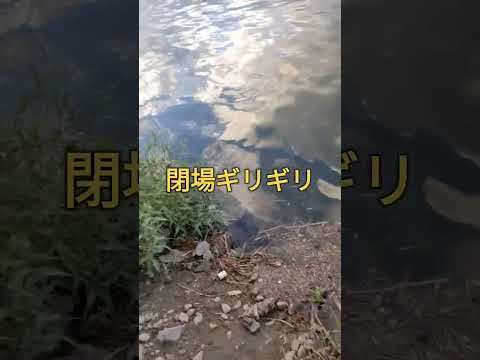2023.10.10閉場ギリギリ！それでも釣りに行きたい娘と！僕は釣れました！水が増えてます！宇治川ブラックバス釣り！ #fishing #lurefishing