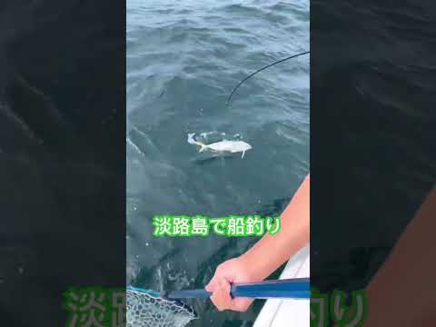淡路島の船釣り　#shorts