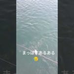 宮崎釣りまっぽすあるある#宮崎港 #太刀魚 #宮崎 #ヒラスズキ #あるある #たのしい #shorts