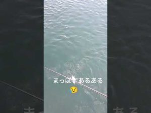 宮崎釣りまっぽすあるある#宮崎港 #太刀魚 #宮崎 #ヒラスズキ #あるある #たのしい #shorts