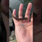 旧中川　ハゼ釣り２０分勝負！②