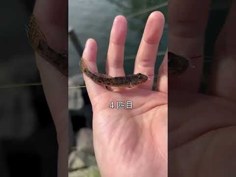 旧中川　ハゼ釣り２０分勝負！②