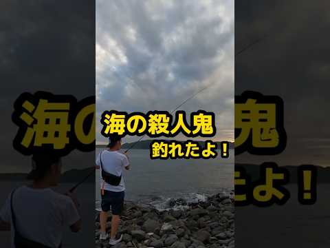【海の殺人鬼】 #福岡釣り #釣り車中泊 #fishing #shorts