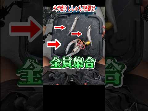 ヤケクソでエサ大量に付けたらマダイが… #shorts #釣り #タイラバ #アウトドア #真鯛 #寸劇 #コント