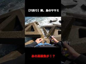 激荒れの穴釣り【餌、鳥のササミ02】#Shorts