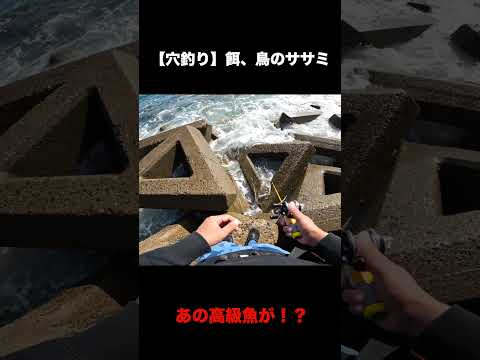 激荒れの穴釣り【餌、鳥のササミ02】#Shorts