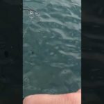 ジギングでアレが釣れましたー　#船釣り #ジギング #スーパーライトジギング #slj #釣り #lurefishing #鰆