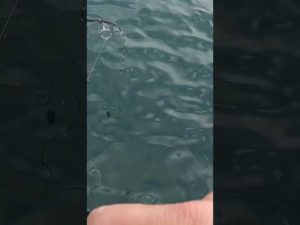 ジギングでアレが釣れましたー　#船釣り #ジギング #スーパーライトジギング #slj #釣り #lurefishing #鰆