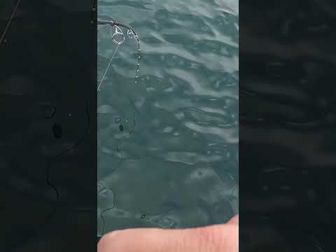 ジギングでアレが釣れましたー　#船釣り #ジギング #スーパーライトジギング #slj #釣り #lurefishing #鰆